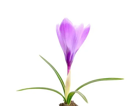 Crocus isolated on white background Stock Photos