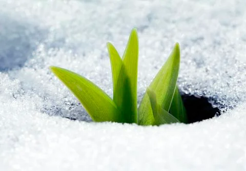 Crocus leaves in the snow Stock Photos