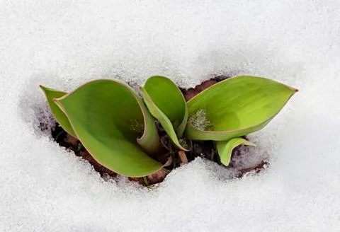 Crocus leaves in the snow Stock Photos