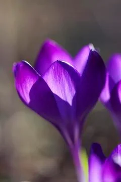 Crocus - macro shot 库存照片