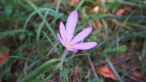 Crocus on a meadow blowing in the wind Stock Footage 115416621