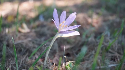 Crocus on a meadow blowing in the wind Stock Footage 116602366