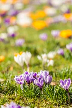 Crocus meadow - bokeh 库存照片