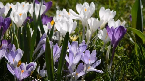 Crocus meadow 库存影片 47666006