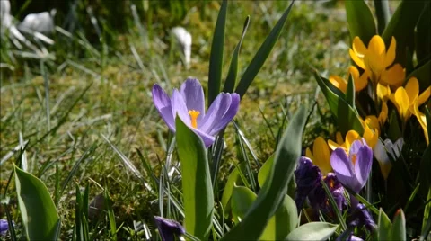 Crocus meadow panning shot 库存影片 47666380