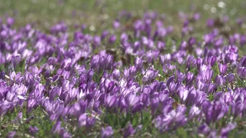 Crocus meadow in spring with a bee Stock Footage 257060944