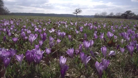 Crocus meadow in spring with a bee (slide) Stock Footage 257060914