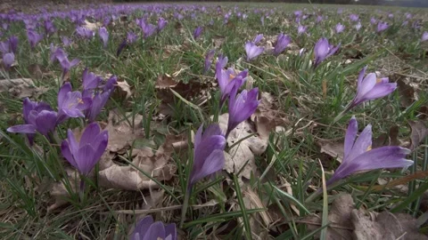 Crocus meadow in spring Stock Footage 257060852