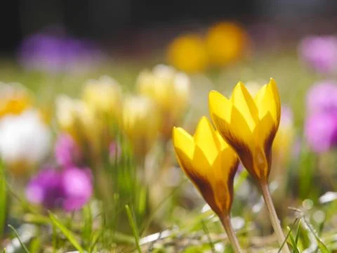 Crocus meadow spring Stock Photos