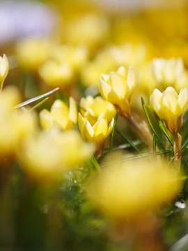 Crocus meadow spring Stock Photos