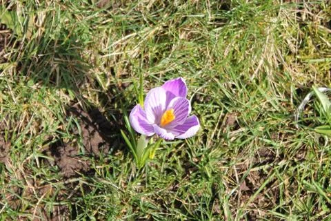 Crocus on a meadow in spring Stock Photos