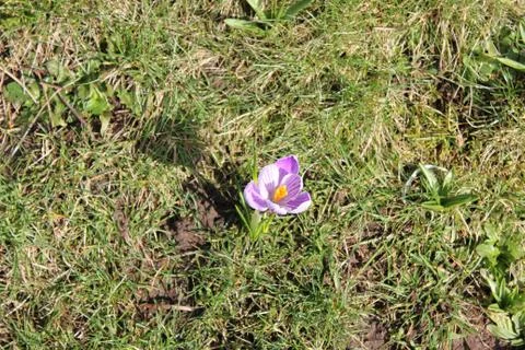 Crocus on a meadow in spring Stock Photos