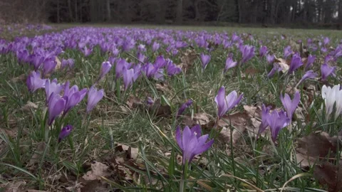 Crocus meadow in spring (slide) Stock Footage 257060864