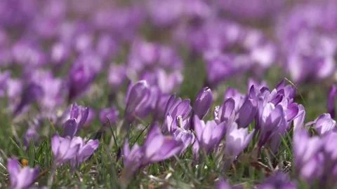 Crocus meadow in spring (slide) Stock Footage 257060949
