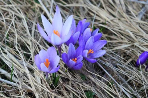 Crocus on meadow in springtime Stock Photos