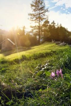 Crocus  at the mountains Dolomites Stock Photos