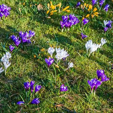 Crocus is one of the first spring flowers can use as background Stock Photos