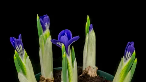 Crocus opening timelapse on black Vidéo 333632359