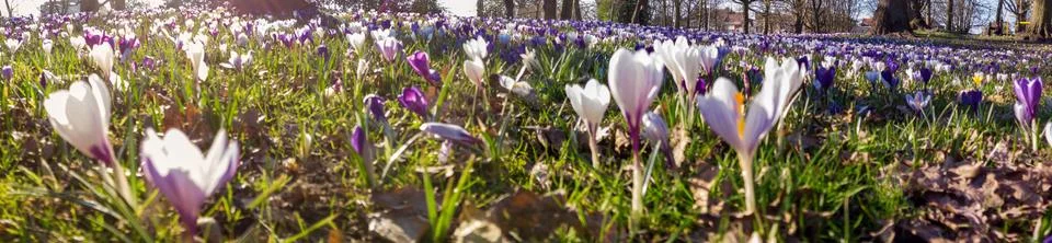 Crocus in the park Foto stock