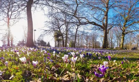 Crocus in the park Foto stock