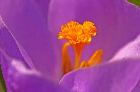 Crocus Stock Photos