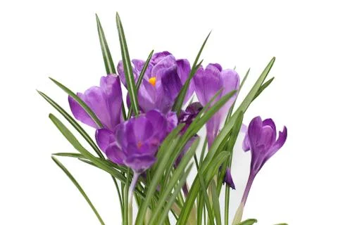 Crocus Stock-Fotos