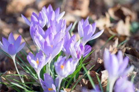 Crocus Stock Photos