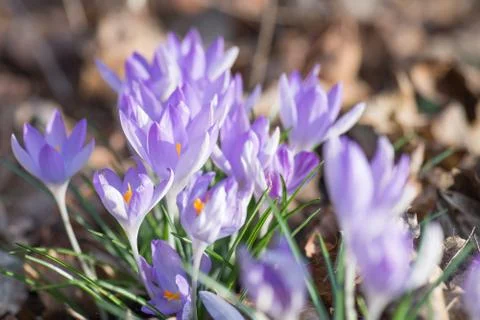 Crocus Stock Photos