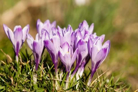 Crocus Foto stock