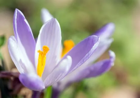 Crocus Stock Photos