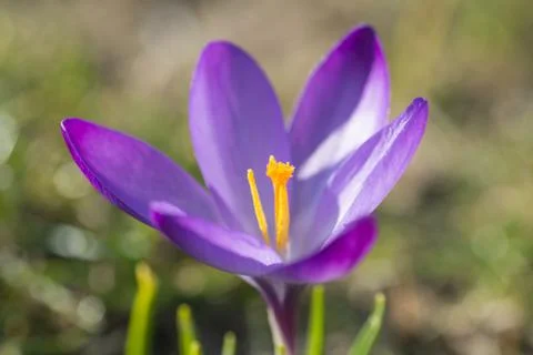 Crocus Stock Photos