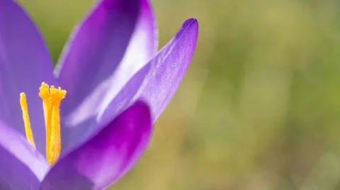Crocus Stock Photos
