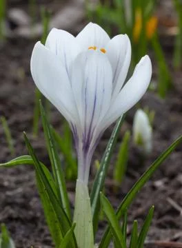 Crocus Stock Photos