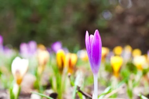 Crocus Stock Photos