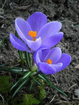 Crocus 写真素材