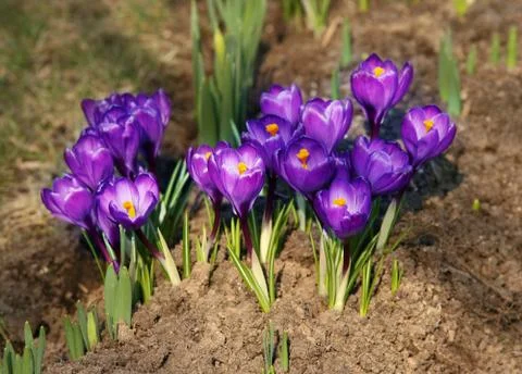 Crocus Stock Photos