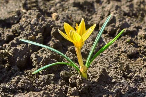 Crocus Stock Photos