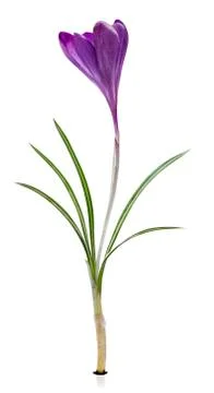 Crocus Stock Photos
