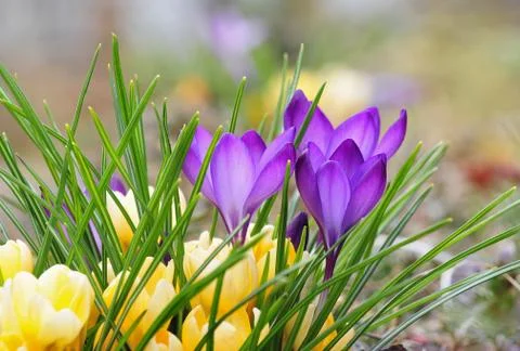 Crocus Stock Photos