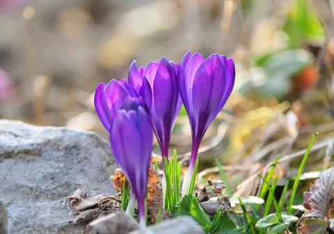 Crocus Stock Photos