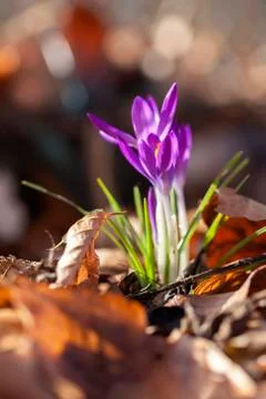 Crocus Foto stock