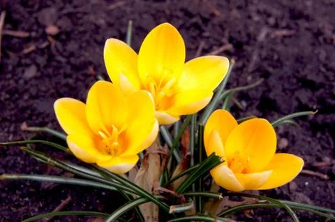 Crocus Stock Photos