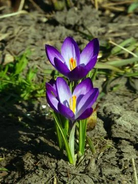 Crocus Stock Photos