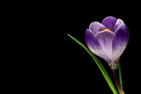 Crocus Stock Photos