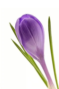 Crocus Stock Photos