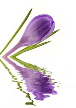 Crocus Stock Photos