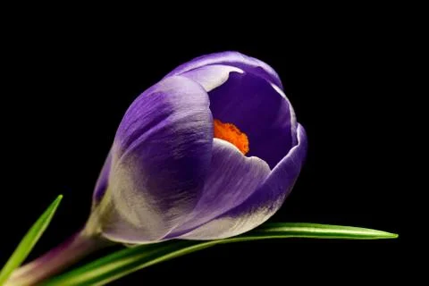 Crocus Stock Photos