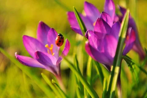 Crocus Stock Photos