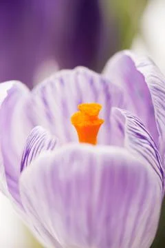 Crocus Stock Photos