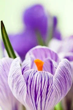 Crocus Stock Photos